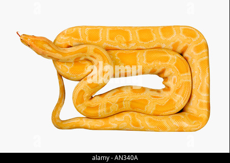 Burmese Python Python molurus bivittatus in forma di scatola del sud-est asiatico Foto Stock