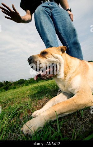 Cane domestico Shar Pei con il proprietario della proprietà modello rilasciato in Sud Africa Foto Stock