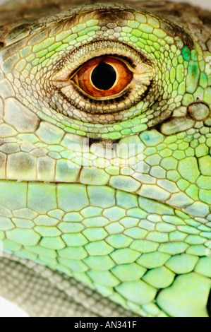 Verde comune iguana Iguana iguana America Centrale e America del Sud Foto Stock