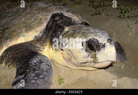 Tartaruga Caretta caretta caretta scavi femmina nido sulla spiaggia e depone le uova distribuzione in tutto il mondo Foto Stock