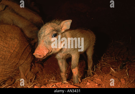 Warthog Phacochoerus aethiopicus madre con i giovani suinetti in metropolitana burrow Africa Subsahariana Foto Stock