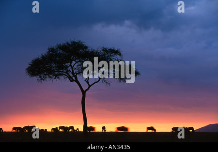 Gnu Connochaetes taurinus e acacia in silhouette contro il tramonto Riserva Nazionale di Masai Mara Kenya Africa Foto Stock