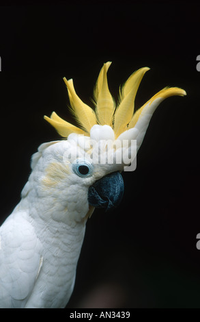 Zolfo minore Crested Cacatua Cacatua sulphurea specie in via di estinzione in Indonesia Foto Stock