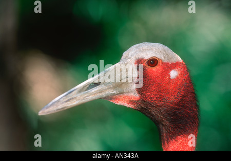 Gru Sarus Grus antigone mondi più alto volo di uccelli India del Sud Est Asia Australia Foto Stock