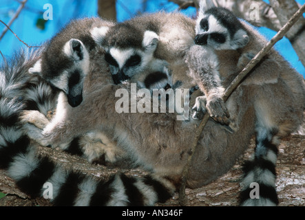 L'anello tailed lemur Lemur catta gruppo di femmine con neonati Madagascar Madagascar meridionale Foto Stock