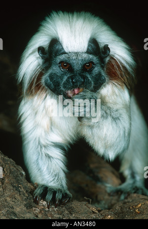 Il cotone top tamarin Sanguinas edipo distribuzione minacciate Colombia Panama America del Sud Foto Stock