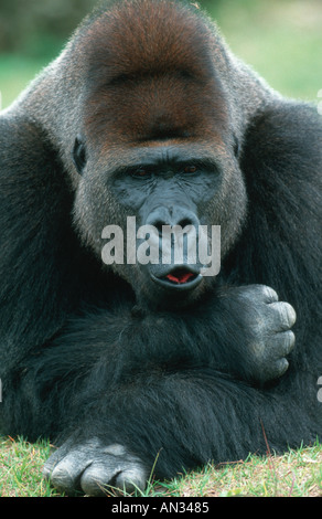 Pianura orientale gorilla Gorilla graueri Gorilla Silverback maschio pianura orientale aree dell Africa centrale Foto Stock