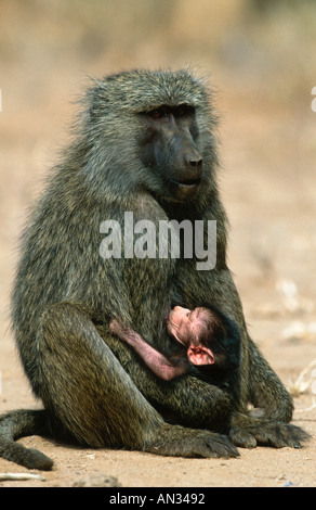 Chacma baboon Papio ursinus femmina con neonati Chobe National Park Botswana Sud Africa Foto Stock