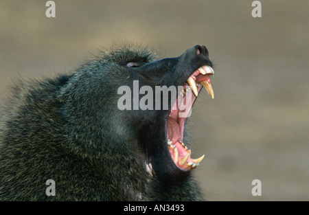 Chacma baboon Papio ursinus maschio mostra denti nella postura aggressiva del Sud Africa Foto Stock