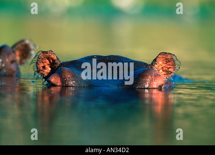 Ippopotamo Hippopotamus amphibius trascorre la maggior parte del giorno in acqua Africa Subsahariana Foto Stock