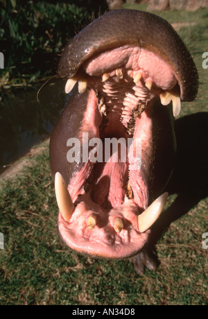 Ippopotamo pigmeo Hexaprotodon liberiensis aggressione è rappresentato dalla bocca di apertura e visualizzazione di denti Distribution West African Foto Stock