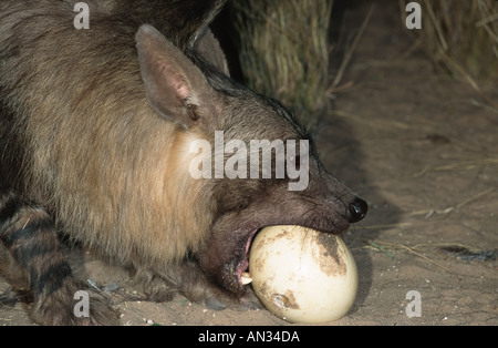 Brown Hyaena Hyaena brunnea razzia nido di struzzo a mangiare le uova West Coast Namibia Africa australe Foto Stock