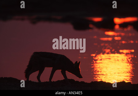 Black backed jackal Canis mesomelas a waterhole in silhoette Southern Africa orientale Foto Stock