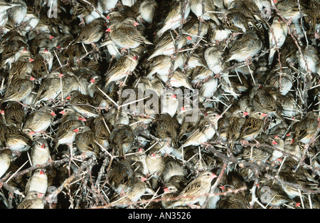 Red fatturati Quelea Quelea quelea sono ' appollaiati nella struttura ad albero di notte Gregge di milioni distribuzione Africa Subsahariana Foto Stock