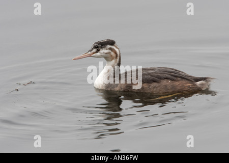 Svasso maggiore Podiceps cristatus 1° anno immaturo Foto Stock