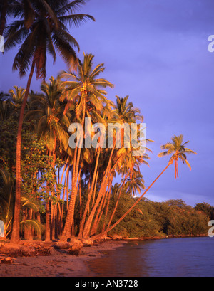 Stati Uniti Hawaii Molokai Kapuaiwa Coconut Grove beach palms Foto Stock