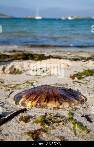 Compass medusa Chrysaora hysoscella spiaggiata Foto Stock