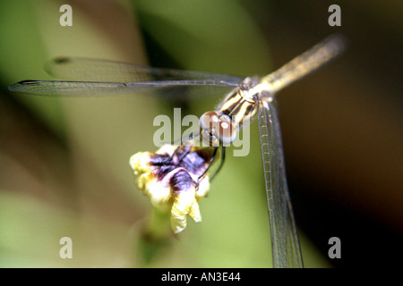 Dragonfly seduto su un giallo iris selvatici Foto Stock