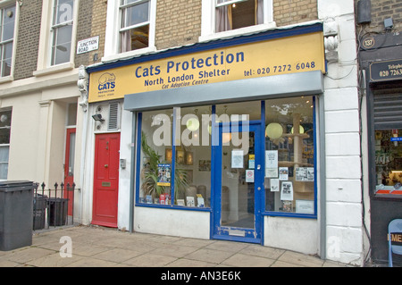 Protezione dei gatti Londra Nord Rifugio Archway Holloway England Regno Unito Foto Stock