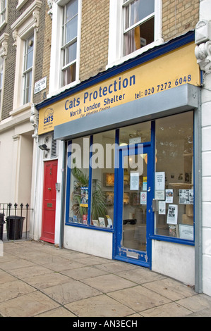 Protezione dei gatti Londra Nord Rifugio Archway Holloway England Regno Unito Foto Stock