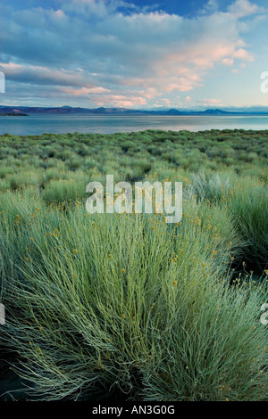 Lago mono in Eastern Sierra Nevada inverno sunrise Foto Stock