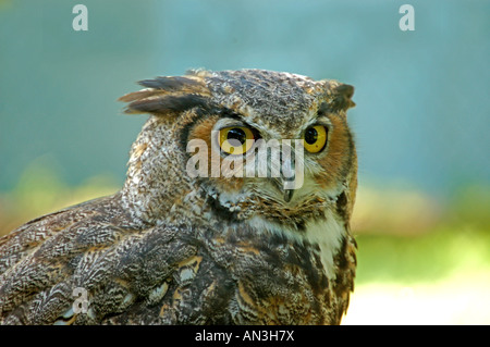 Grande Gufo cornuto nelle ore diurne. Foto Stock