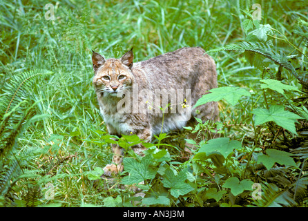 Bobcat Lynx rufus Northwest Trek Eatonville Washington Stati Uniti giugno adulto CAPTIVE Felidae Foto Stock