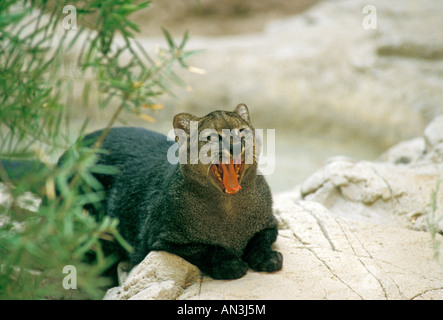 Jaguarundi Herpailurus yagouaroundi Arizona Sonora Desert Museum Tucson in Arizona Stati Uniti Ottobre Foto Stock