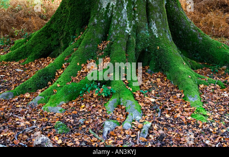 Faggio radici e foglie sul terreno nel nuovo Parco Nazionale Foreste durante l autunno/la caduta, Hampshire, Regno Unito Foto Stock