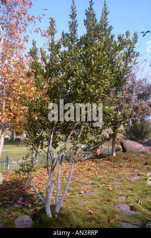 Bacche di alloro Laurus nobilis Lauraceae noto anche come vero dolce Laurel Bay Grecian Laurel alloro o Bay Tree evergreen aromatico Foto Stock