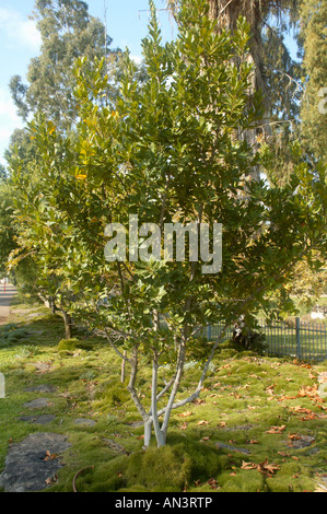 Bacche di alloro Laurus nobilis Lauraceae noto anche come vero dolce Laurel Bay Grecian Laurel alloro o Bay Tree evergreen aromatico Foto Stock