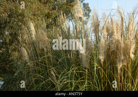 Fioritura Cortaderia selloana comunemente noto come Pampas erba o Uruguayan Pampas erba è un'erba alta Foto Stock