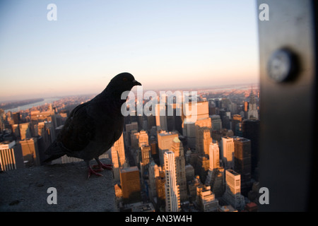 Colomba sbarcati sulla cima dell'Empire State Building, New York, Stati Uniti d'America Foto Stock