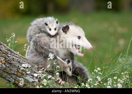 Virginia Opossum Didelphis virginiana arenaria Minnesota Stati Uniti 22 settembre femmina adulta con i giovani Foto Stock