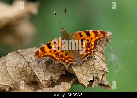 Farfalla di virgola Foto Stock