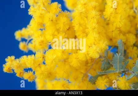 Graticcio Cootamundra in fiore Foto Stock