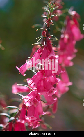 Rosa comune heath fiore, l'emblema floreale di Victoria Foto Stock