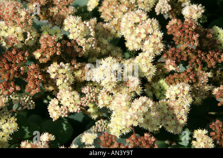 Orpin aka Livelong e rane stomaco Hylotelephium telephium syn Sedum telephium ssp ruprechtii Foto Stock