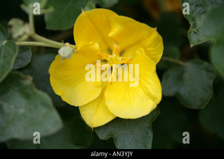 California Flannel Bush, Fremontodendron californicum, "California gloria', Malvaceae (Sterculiaceae). Stati Uniti d'America Foto Stock