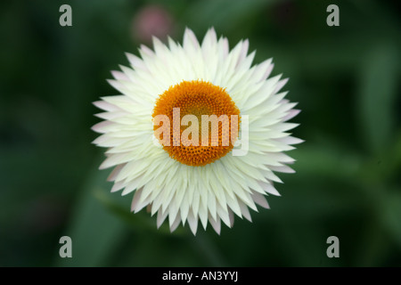 Strawflower o Golden Everlasting Flower, Xerochrysum bracteatum Skynet syn Helichrysum Skynet syn Bracteantha bracteata Foto Stock