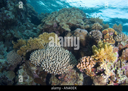 Coralli duri sommità del reef Red Sea reef Parco Nazionale di Ras Mohammed Foto Stock