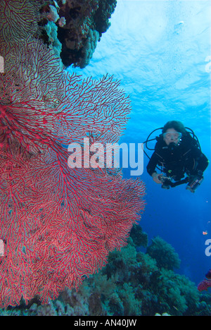 Red gorgonia Paramuricea sp fan corallo e scuba diver sulla parete Il Parco Nazionale di Ras Mohammed Foto Stock