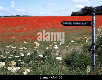 Vicino a Baldock Hertfordshire papaveri selvatici crescente nel settore pubblico percorso bridleway Foto Stock