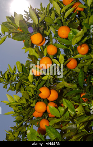 Arancio Orchard nei pressi di Oliva in Valencia, Spagna, Europa. Foto Stock