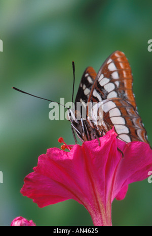 Lorquin s Admiral Butterfly Limenitis lorquini appoggiata sul fiore Foto Stock