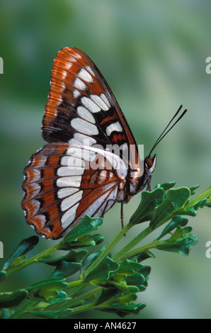 Lorquin s Admiral Butterfly Limenitis lorquini in appoggio su di un impianto Foto Stock