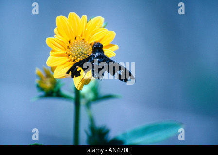 La progressiva Bee volare su Western Girasole Foto Stock