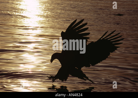 Aquila calva Haliaeetus leucocephalus adulto immersioni in oceano per catturare i pesci Alaska USA Foto Stock