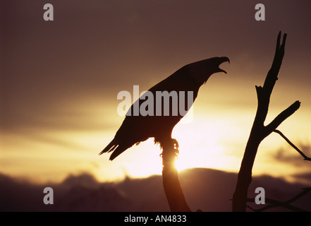 Aquila calva Haliaeetus leucocephalus adulto stagliano ancora Rising Sun in mattina presto Alaska Usa inverno Foto Stock