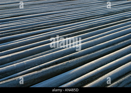 Inventario di pali di legno gelido telefono / utility su una pila , Finlandia Foto Stock